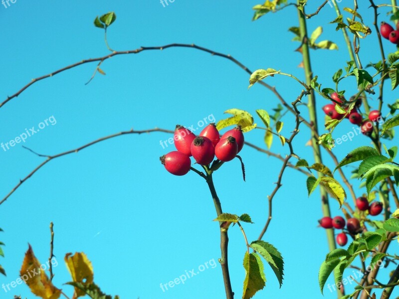 Rose Hip Rose Apples Autumn Heép Hetschepetsche