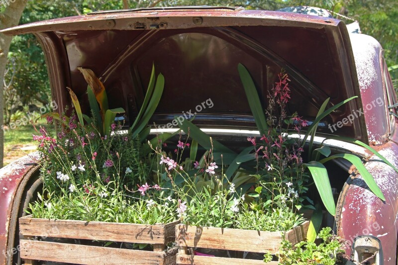 Vintage Car With Plants In Boot Car Old Red Faded