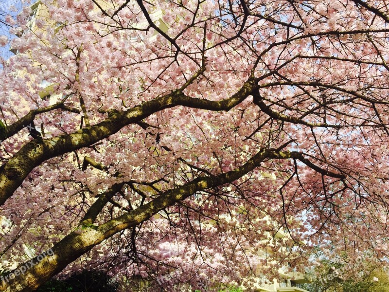 Blossoms Tree Vancouver Spring Nature