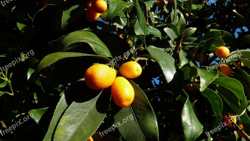 Kumquat Citrus Tree Free Photos