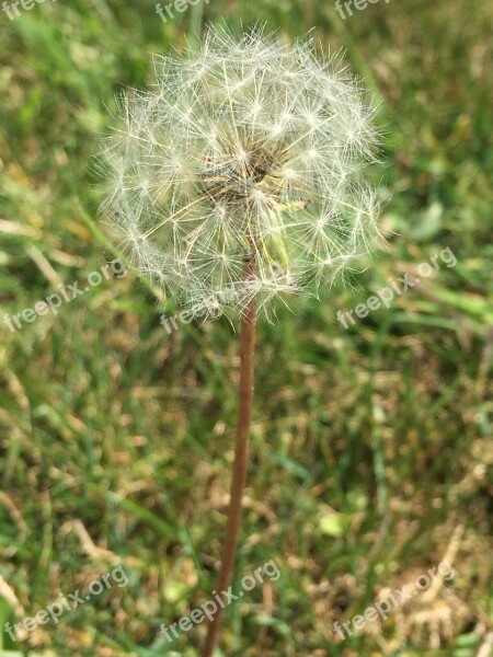 Nature Dandelion Summer Flora Grass