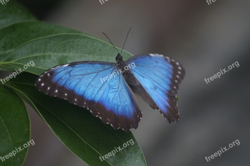 Butterfly Sky Butterfly Large Butterfly Tropical Butterflies Free Photos