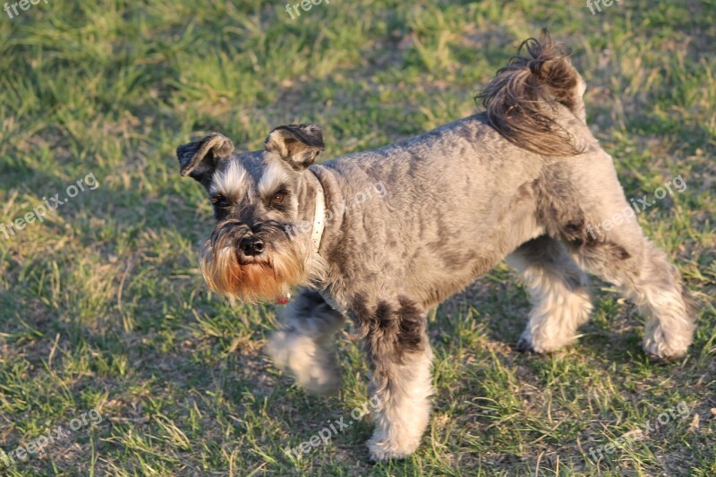 Dog Schnauzer Beard Pedigreed Pet