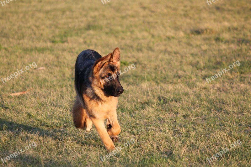 Dog Alsatian German Shepherd Puppy Purebred