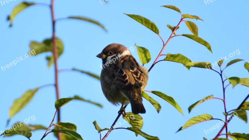 Green Blue The Sparrow Free Photos