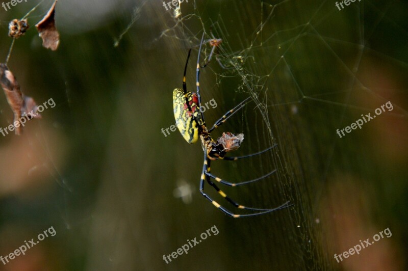 Spider Shaman Insects Spider Web Free Photos