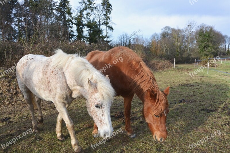 Horses Graze Herbivore White Horse Brown Horse Mare