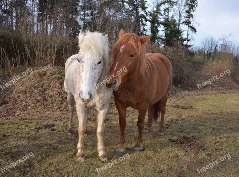 Horses Horses Freedom Nature Complicity Horses Games