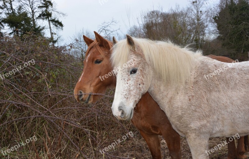 Horses Horse Heads Horses Profiles Horses Mane