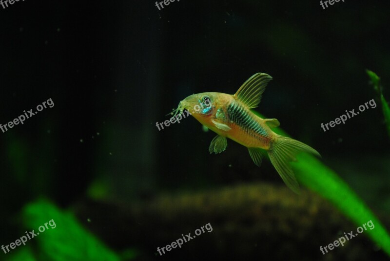 Aquarium Catfish Speckled Free Photos