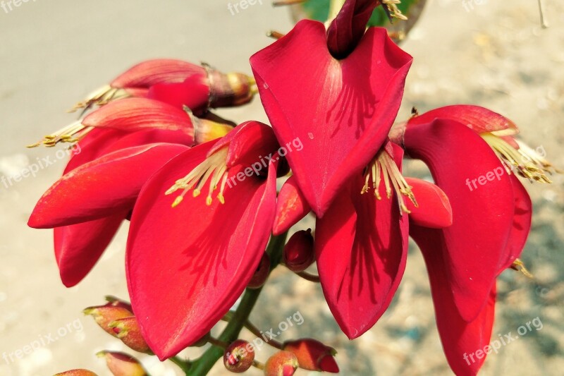 Red Petal Pistil Bud Red Petal