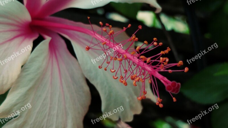 Hibiscus Pistil Flower Macro Plant