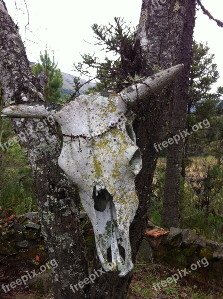 Boi Ox Head Skull Free Photos