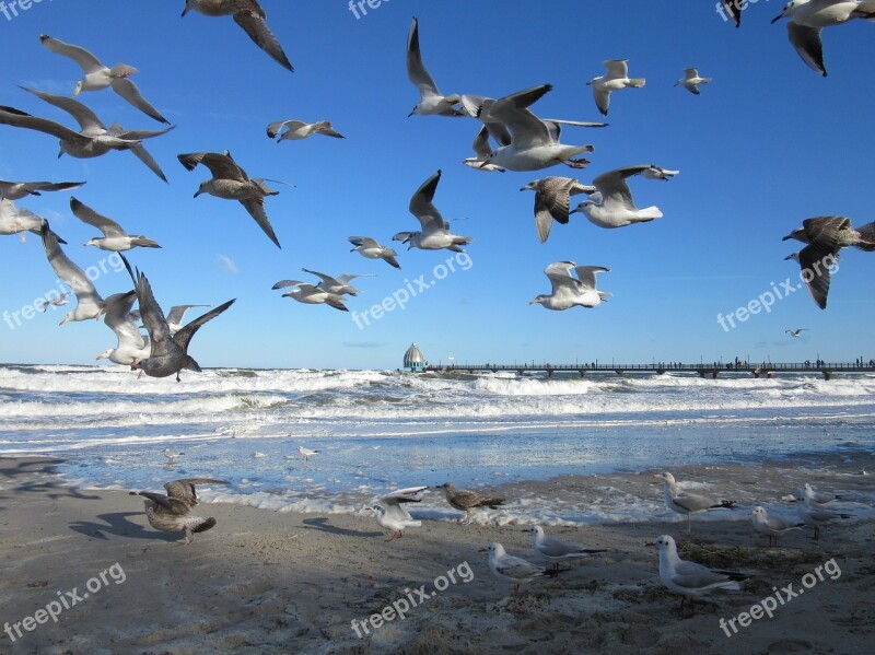 Baltic Sea Zingst Gulls Free Photos