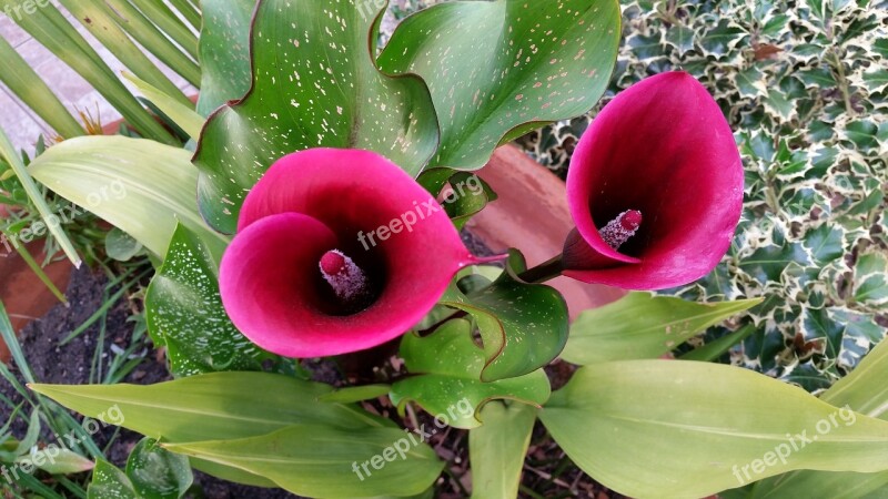 Flower Blossom Bloom Plant Nature