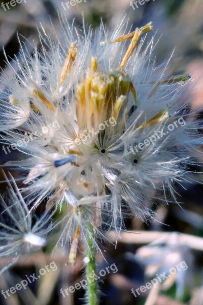 Reed Flower Meadow White Flower Seeds Flying Seeds