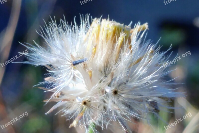 Flying Seeds Reed Meadow White Flower Seeds