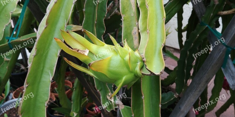 Dragonfruit Juicy Green Tropical Exotic