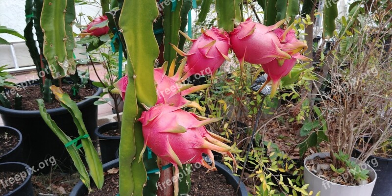 Dragonfruit Juicy Red Tropical Exotic