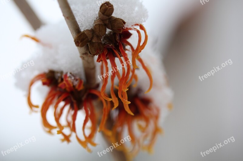 Witch Hazel Winter Free Photos