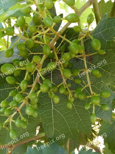 Autumn Grape Autumn Colors Vintage Nature