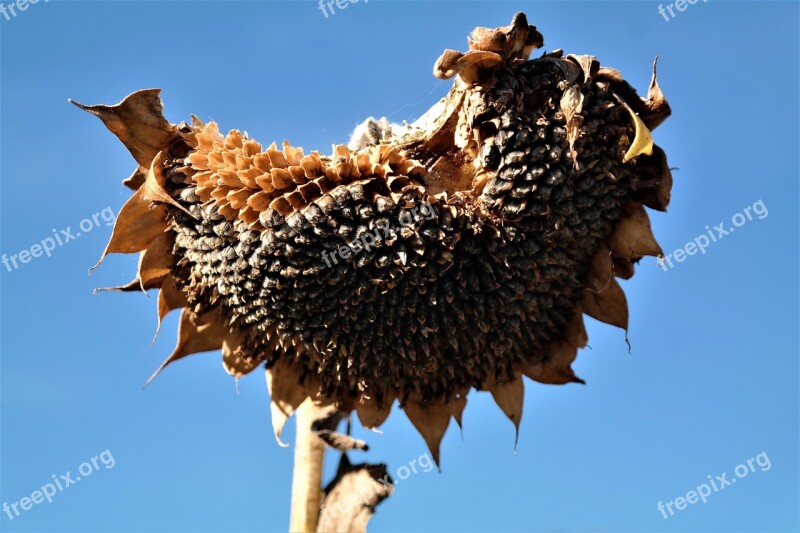 Sunflower Flowers Able Sunflower Seeds Composites Flower Basket