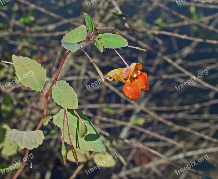 Orange Jewelweed Touch-me-not Impatiens Wildflower Flower