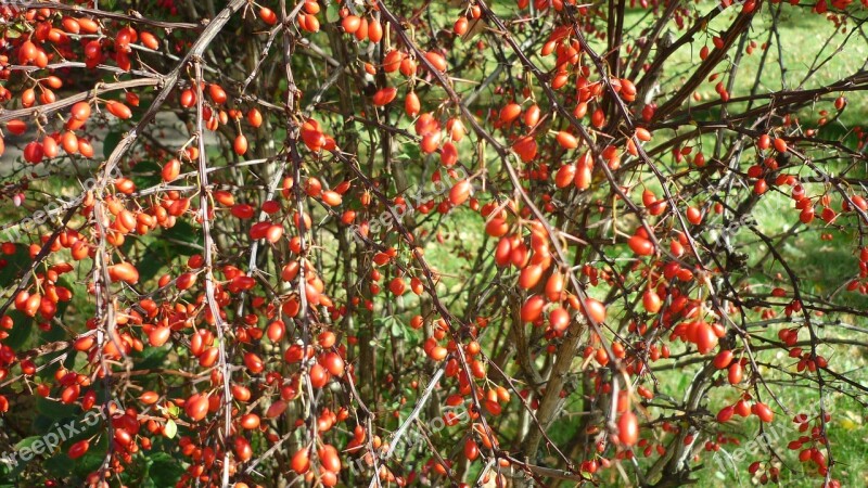 Berries Small Ovoid Red Bush