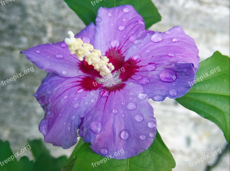 Hibiscus Marshmallow Mallow Flower Blossom