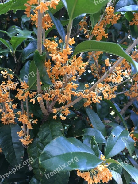 Osmanthus Autumn Flowers In Full Bloom Free Photos