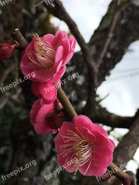 Plum Cherry Blossom Viewing Pink Free Photos