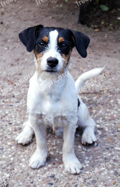 Dog Jack Russell Terrier Terrier Jack Russell Race