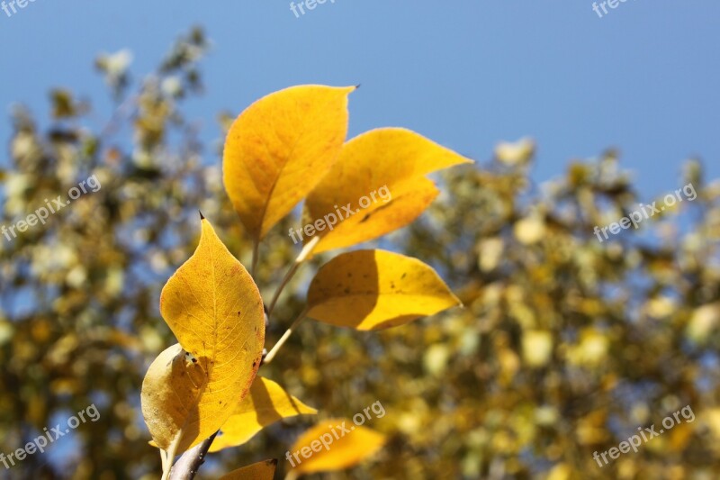 Autumn Leaves Golden Autumn Autumn Leaves Yellow Leaves