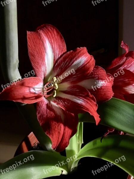 Lily Red Flower Pistils Flower Nature