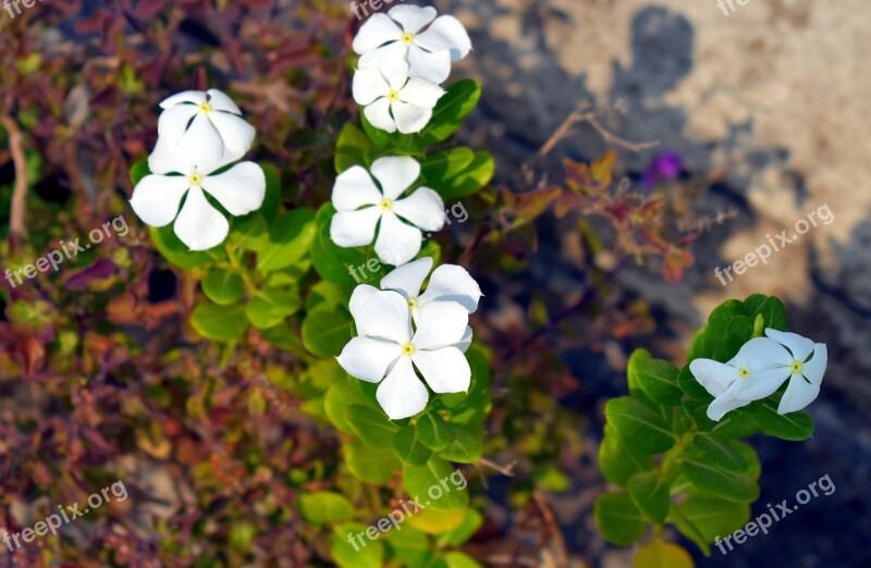 White Periwinkle White Flowers Sadabahar Free Photos