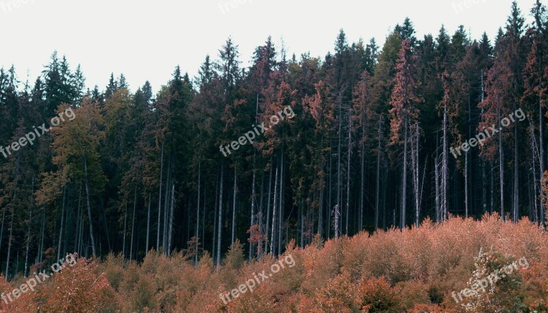 Forest Nature Autumn Trees Landscape