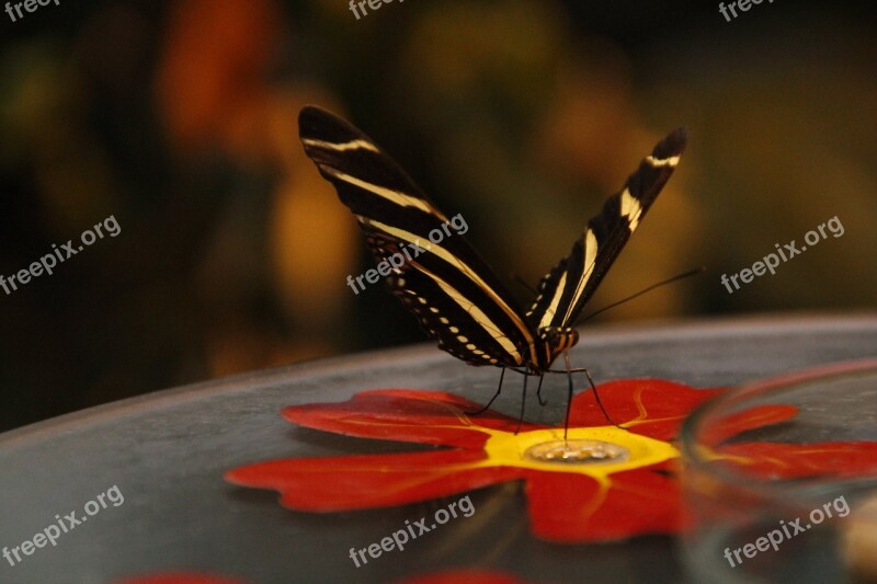 Butterfly Autumn Edelfalter Wing Nature