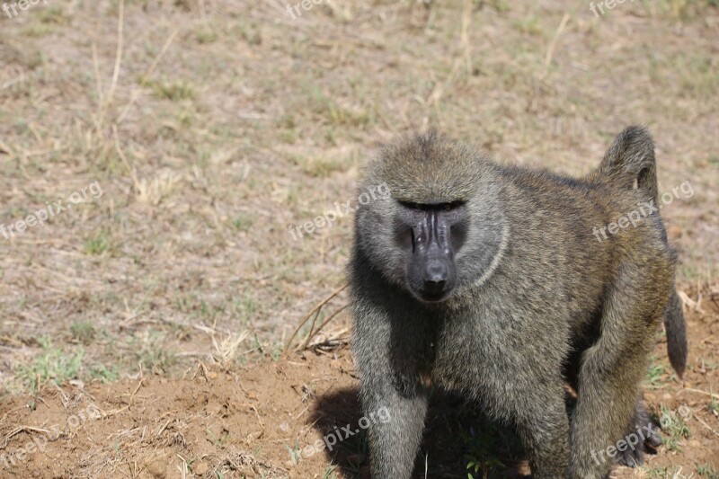 Baboon Wildlife Safari Africa Kenya