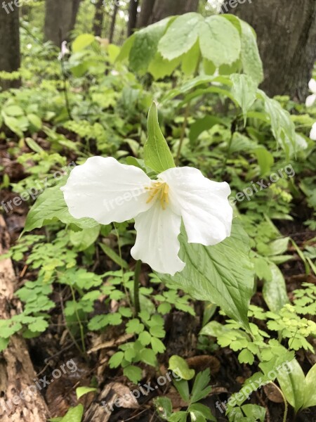 Trillium Flower Nature Woods Free Photos