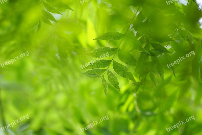 Taipei Taiwan Botanical Garden Green Leaves Foliage