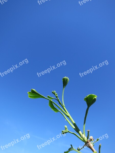 Tree Ginko Leaves Nature Free Photos