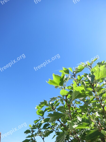 Leaf Tree Green Ginko Leaves