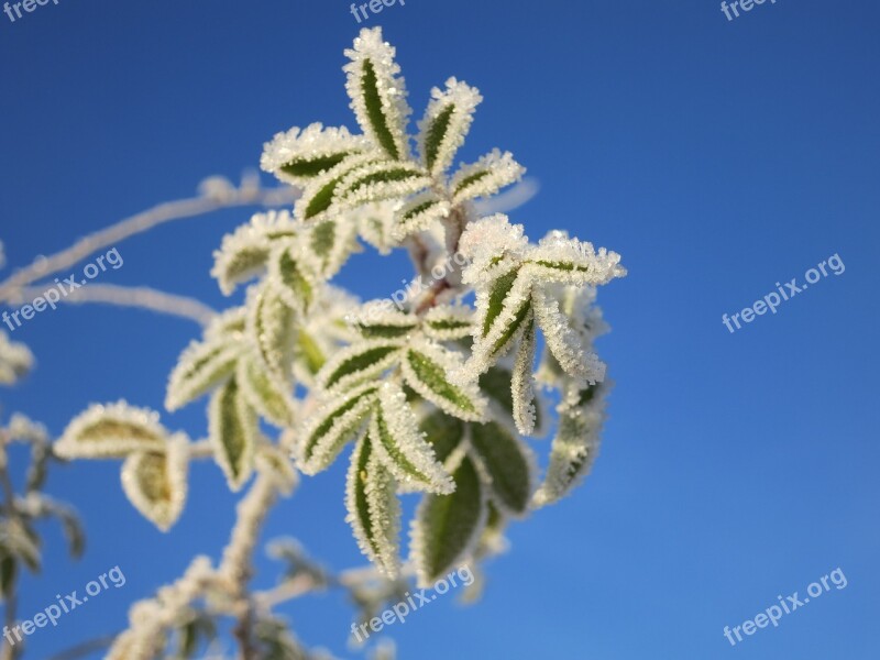 Winter Frost Nature Winter Magic Hoarfrost