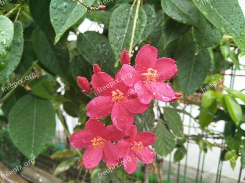 Flowers Rain Raindrop After The Rain Free Photos