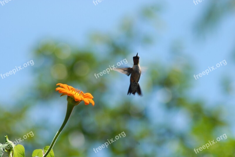 Hummingbird Flower Alcahuale Flying Tlapa De Comonfort Gro