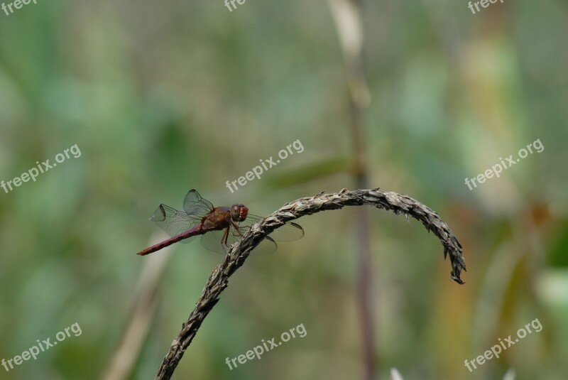 Dragonfly Ear Of Corn Flying Tlapa De Comonfort Gro