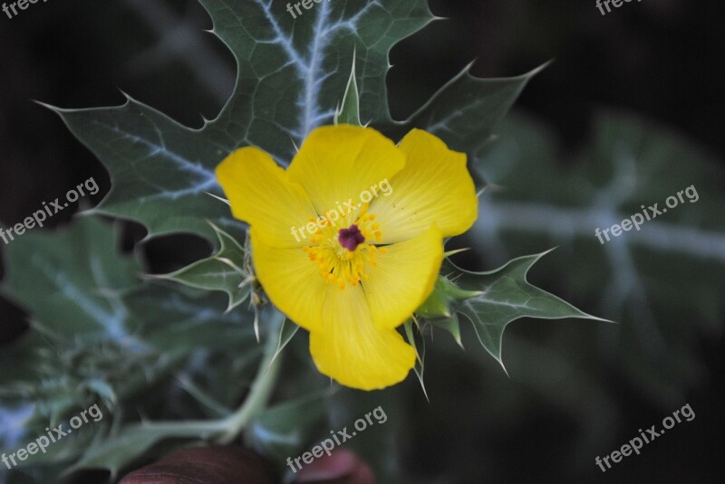 Chicalote Regional Flowers Wild Tlapa De Comonfort Gro