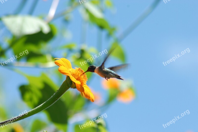 Hummingbird Flower Alcahuale Flying Tlapa De Comonfort Gro