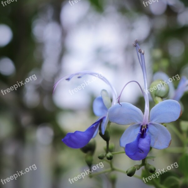 Butterfly Butterfly Flowers Flowers Plants Nature