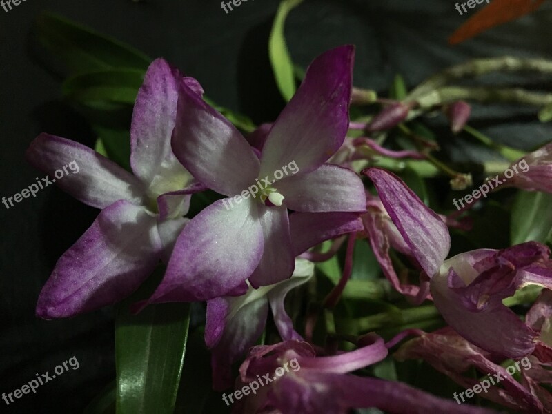 Orchid Withered Flower Nature Garden